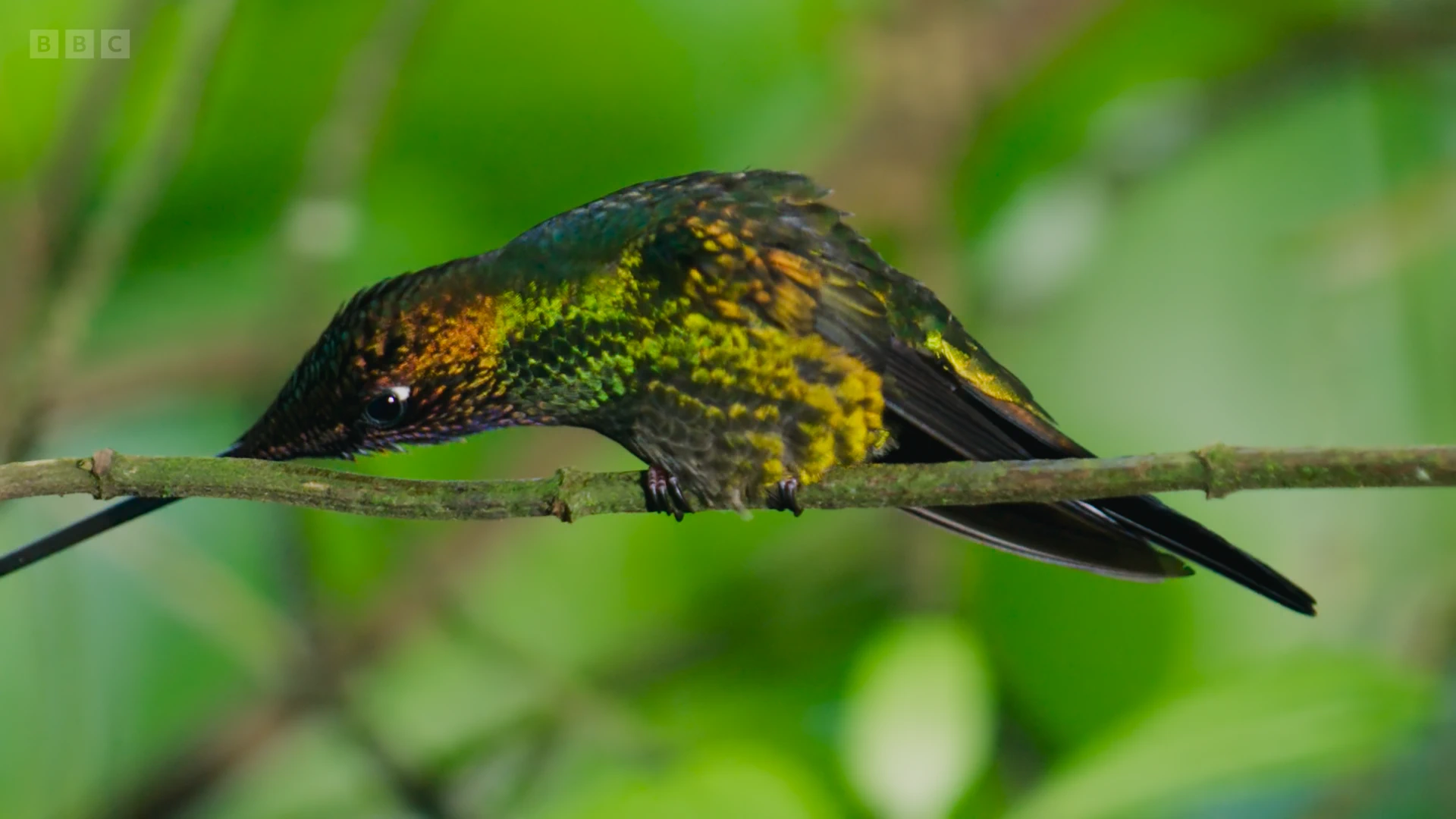 Sword-billed hummingbird (Ensifera ensifera) as shown in Planet Earth II - Jungles